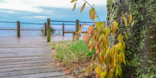 Pioneer Park in Muskegon County Autumn leaves climb a mossy tree beside a weathered lakeside boardwalk, with railings and calm blue water under a cloudy sky.