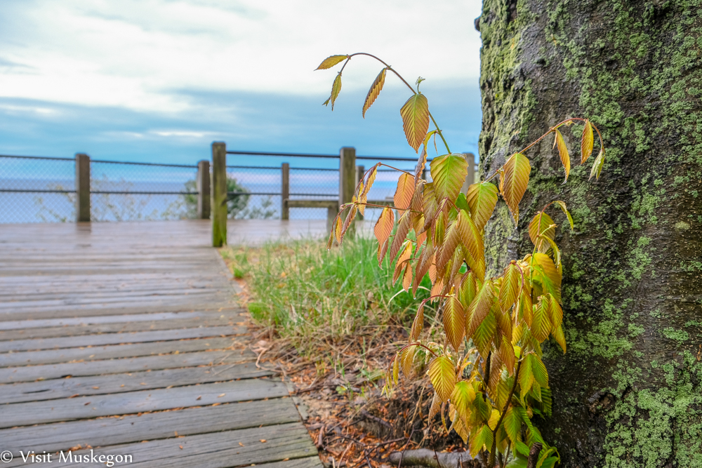 Autumn leaves climb a mossy tree beside a weathered lakeside boardwalk, with railings and calm blue water under a cloudy sky.