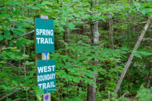 trees covered in green foliage stand with trail sign readin g"spring trail" 