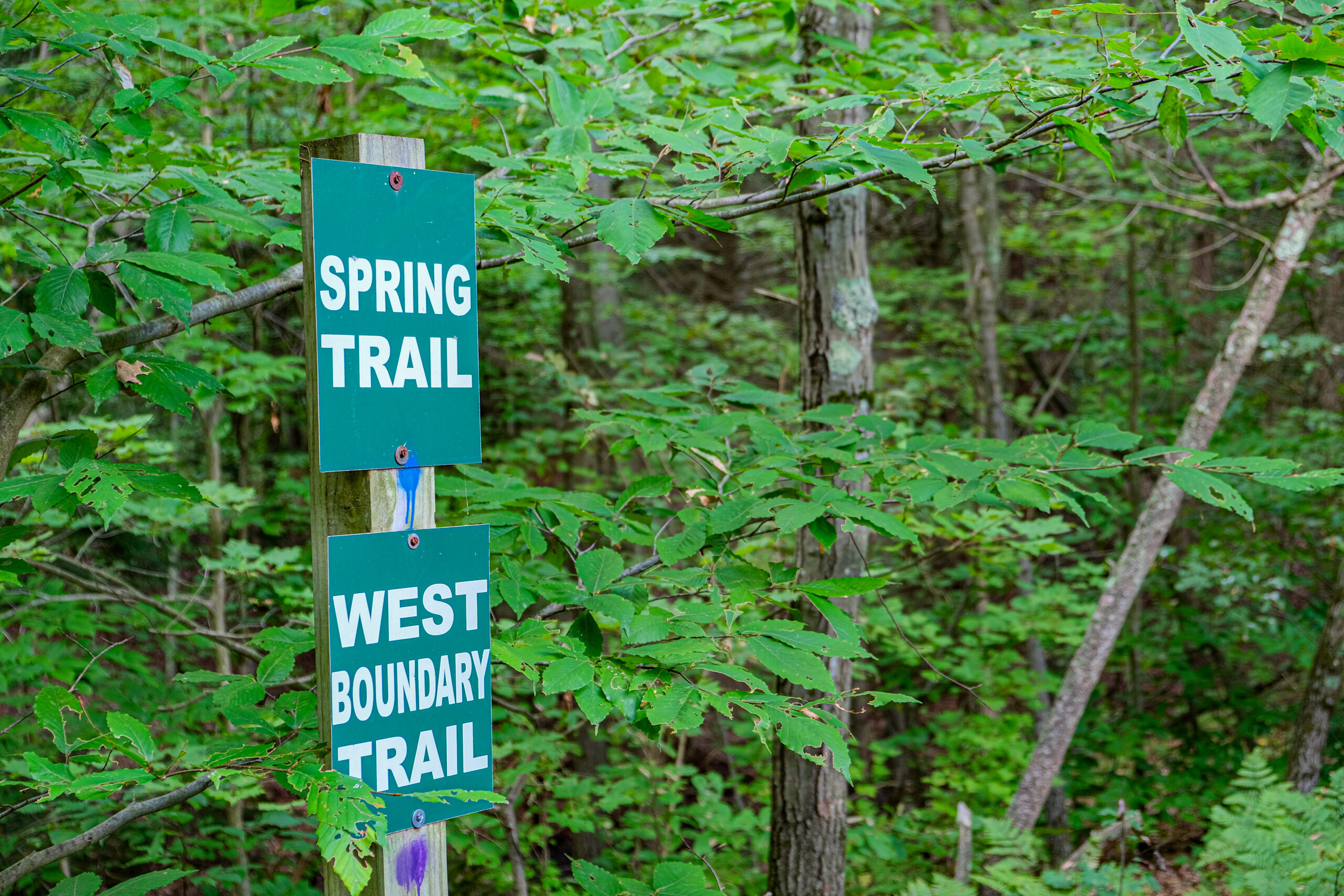 trees covered in green foliage stand with trail sign readin g"spring trail"
