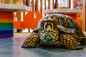 large, climbable, plastic turtle sits on floor at STEM play area in Montague Library