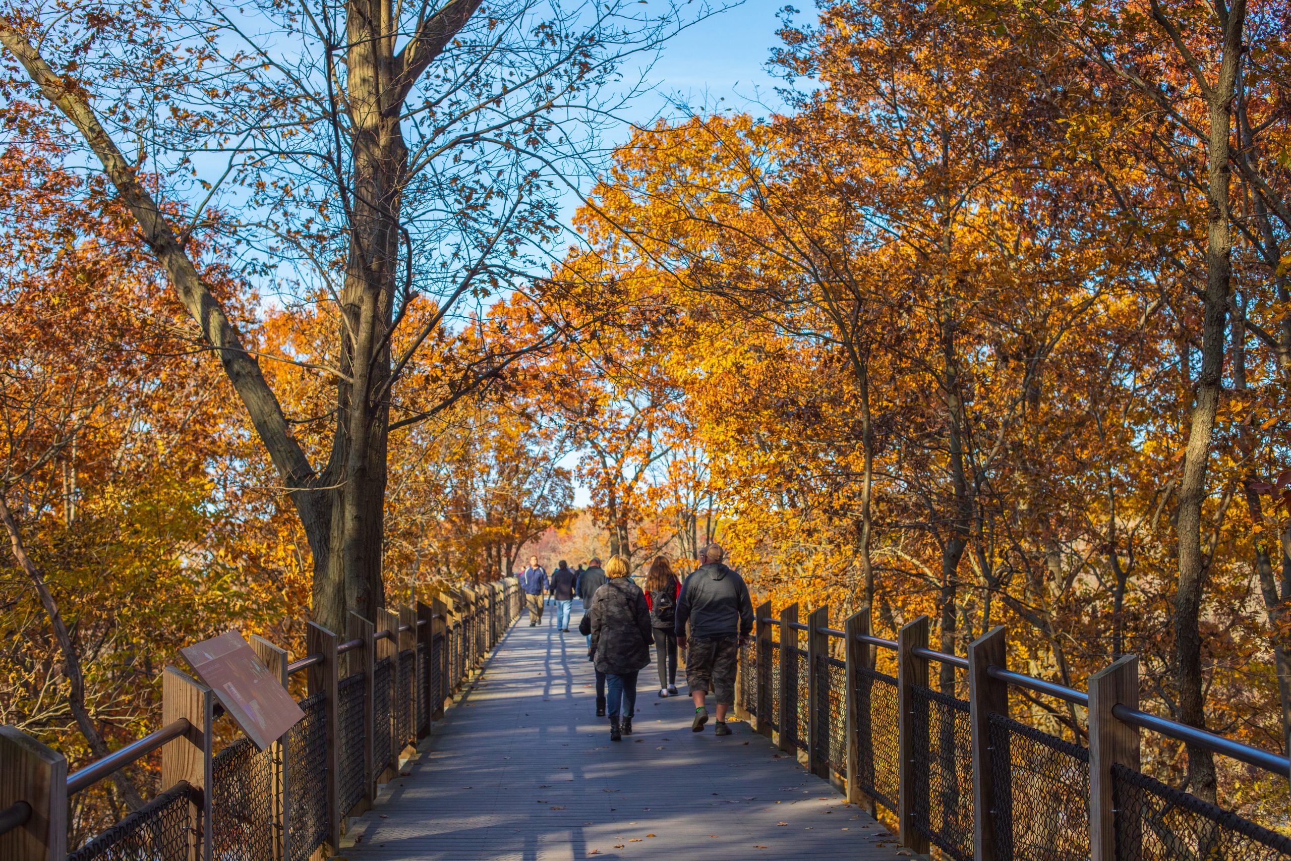 Visitors walk along a wooden boardwalk surrounded by vibrant fall foliage at Galien River County Park in Southwest Michigan. Fall hikes is a top free activity available in Southwest Michigan. 
