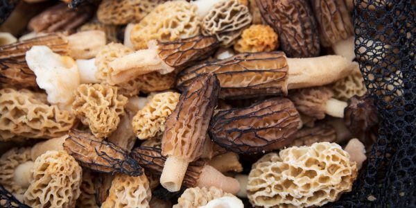 AX9A1087 Photo Joshua Nowicki