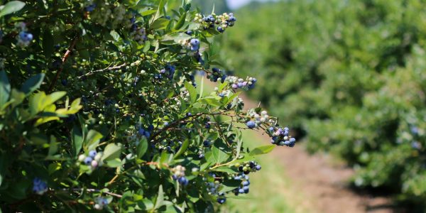 UPick Blueberries18