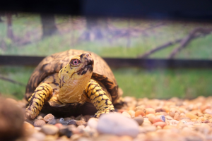 A yellow and brown turtle with a patterned shell crawls on multicolored pebbles in an enclosure. The blurred green background suggests a natural habitat.